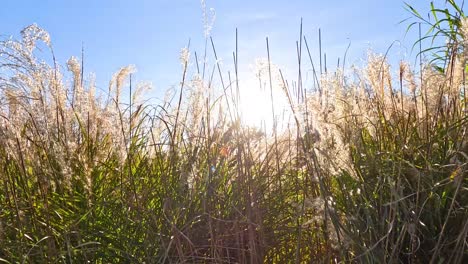 pampas grass moving gently under the sun