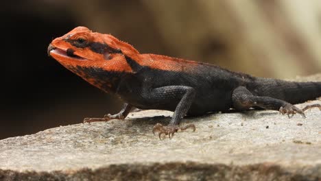 Lizard-enjoying-her-pry---in-tree