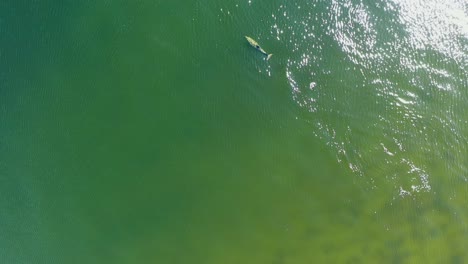 Aerial-topdown-joyful-large-bottlenose-dolphin-plays-in-water-on-sunny-day-with-a-bird-flying-by