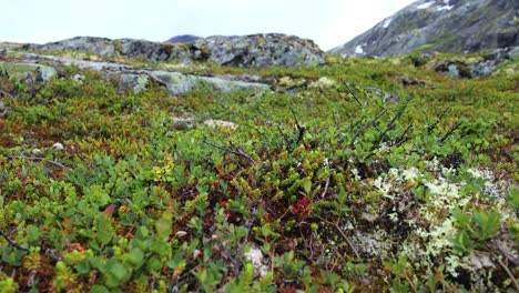 arctic tundra. beautiful nature norway natural landscape.