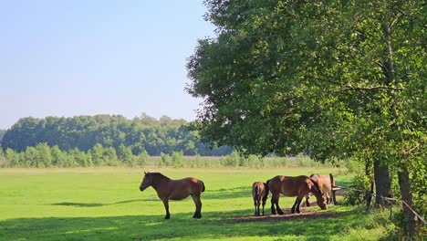 Pferde-Verstecken-Sich-An-Heißen-Sommertagen-Im-Schatten