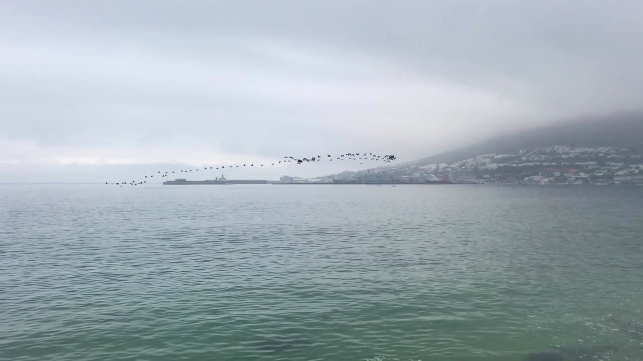 Cormorants flying along the coast