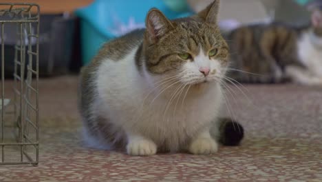 Vista-Cercana-De-Un-Gato-Encantador-Sentado-Y-Mirando-Cosas