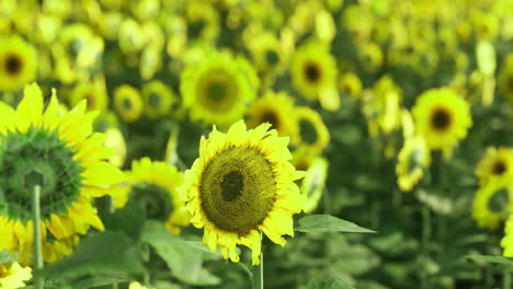 vibrant sunflowers blooming in a vast field under bright sunlight