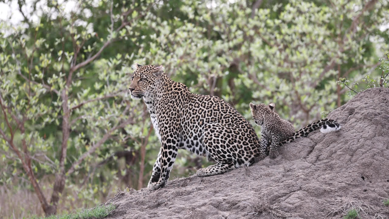toma amplia de una hembra de leopardo y su pequeño cachorro sentados en un montículo de termitas antes de salir del encuadre, greater kruger.
