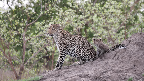 wide shot of a female leopard and her tiny cub sitting on a termite mound before walking out the frame, greater kruger