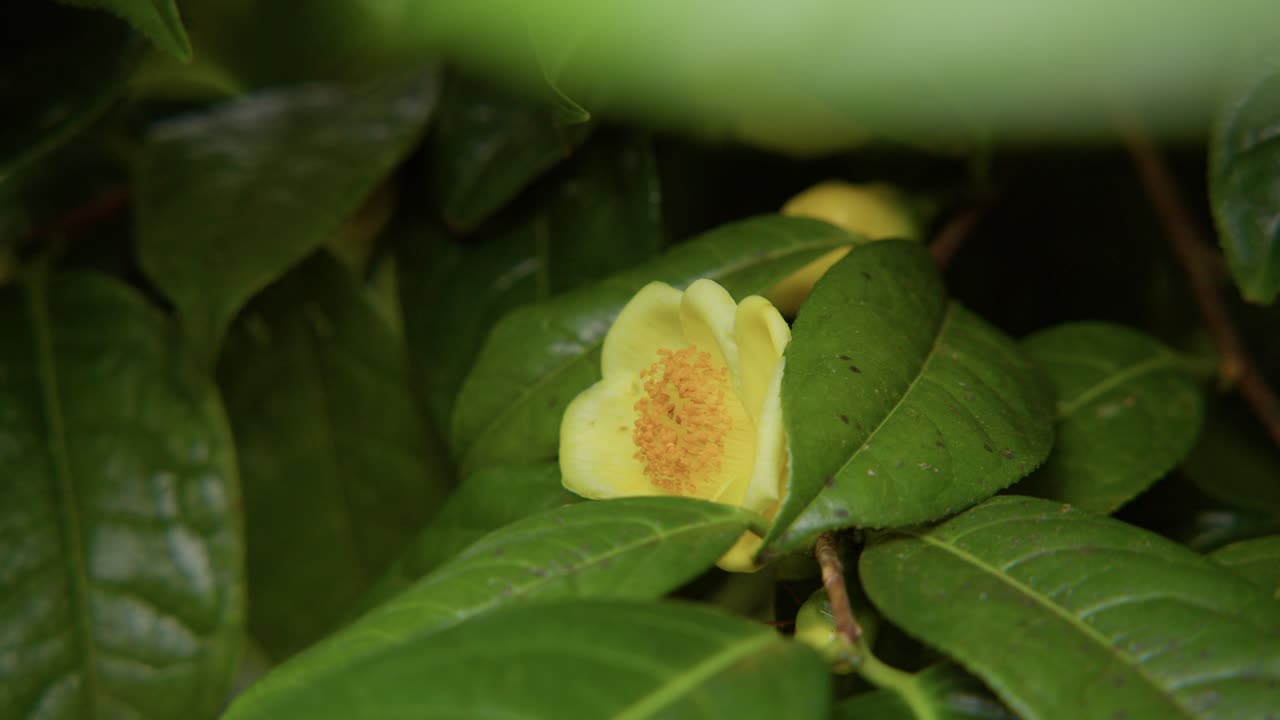 Eine leuchtende Kamelie in voller Blüte mit zarten Blütenblättern und reichen Details. In 4K-Zeitlupe aufgenommen, zeigt diese Aufnahme die Eleganz der Natur und botanische Schönheit