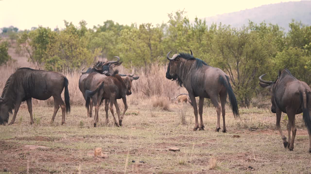 Common wildebeest herd agitated by nearby jackal digging in grass