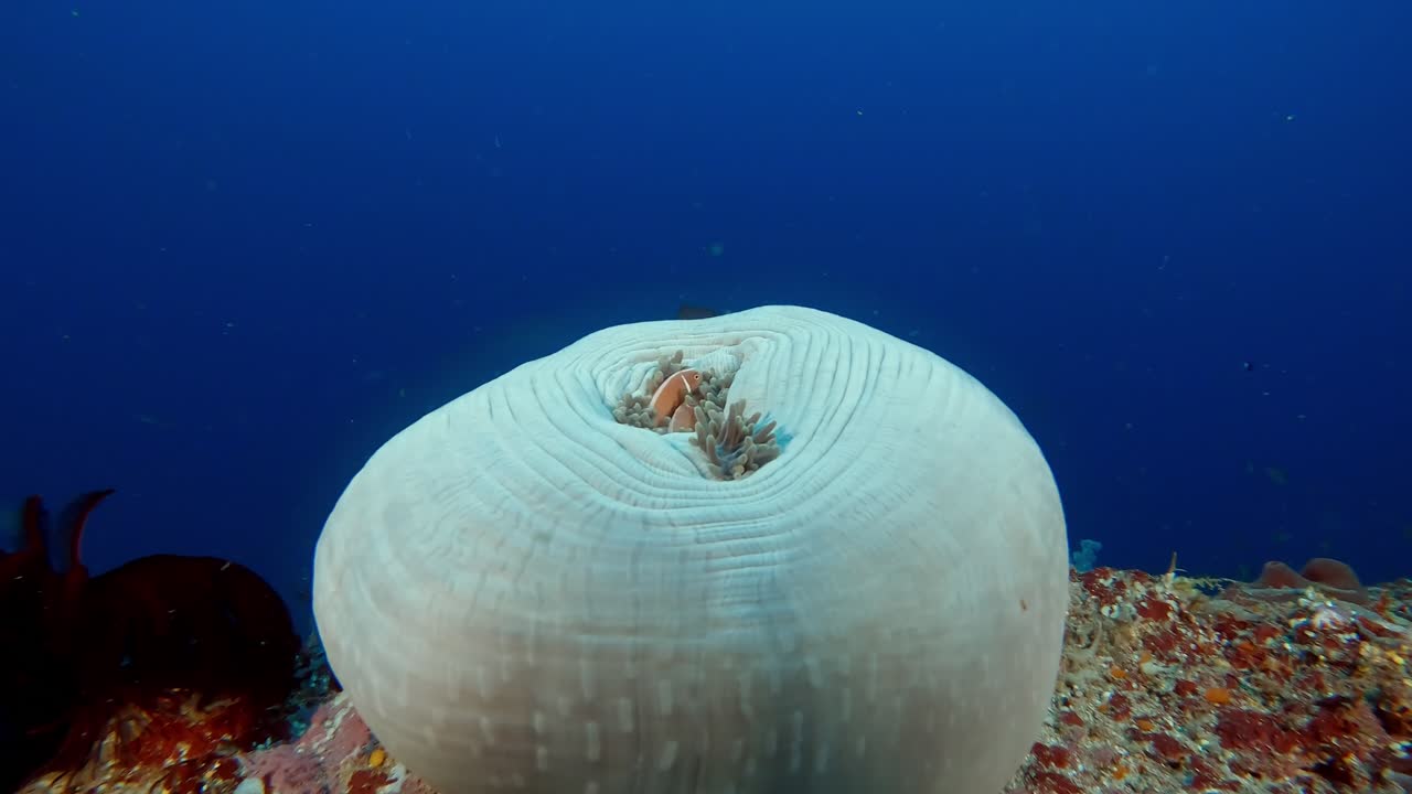 A closed up Magnificent Anemone with two pink anemone fish, clown fish, living and sheltering inside the anemone.