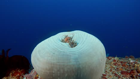 a closed up magnificent anemone with two pink anemone fish, clown fish, living and sheltering inside the anemone.