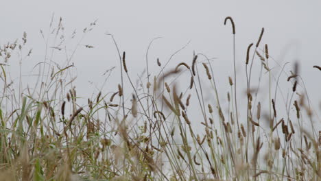 foggy grassy field