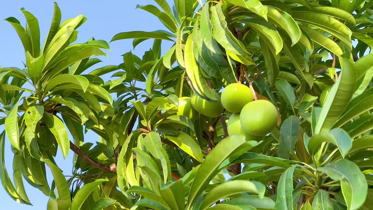 fruta verde en un árbol