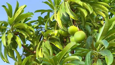 green fruit on a tree