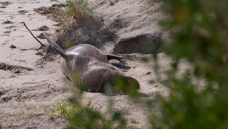 Australischer-Seebär,-Der-Sich-Am-Strand-Im-Sand-Rollt