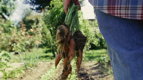 Farmer-walking-across-the-field-and-grabbing-a-bunch-of-carrots.