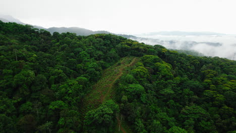 Volar-Sobre-Un-Exuberante-Bosque-Tropical-Verde