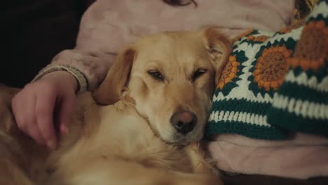 sleepy golden retriever rests while owner pets her