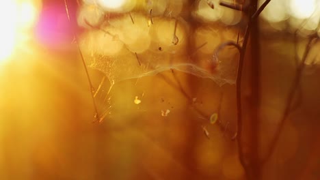 golden light in the forest floor