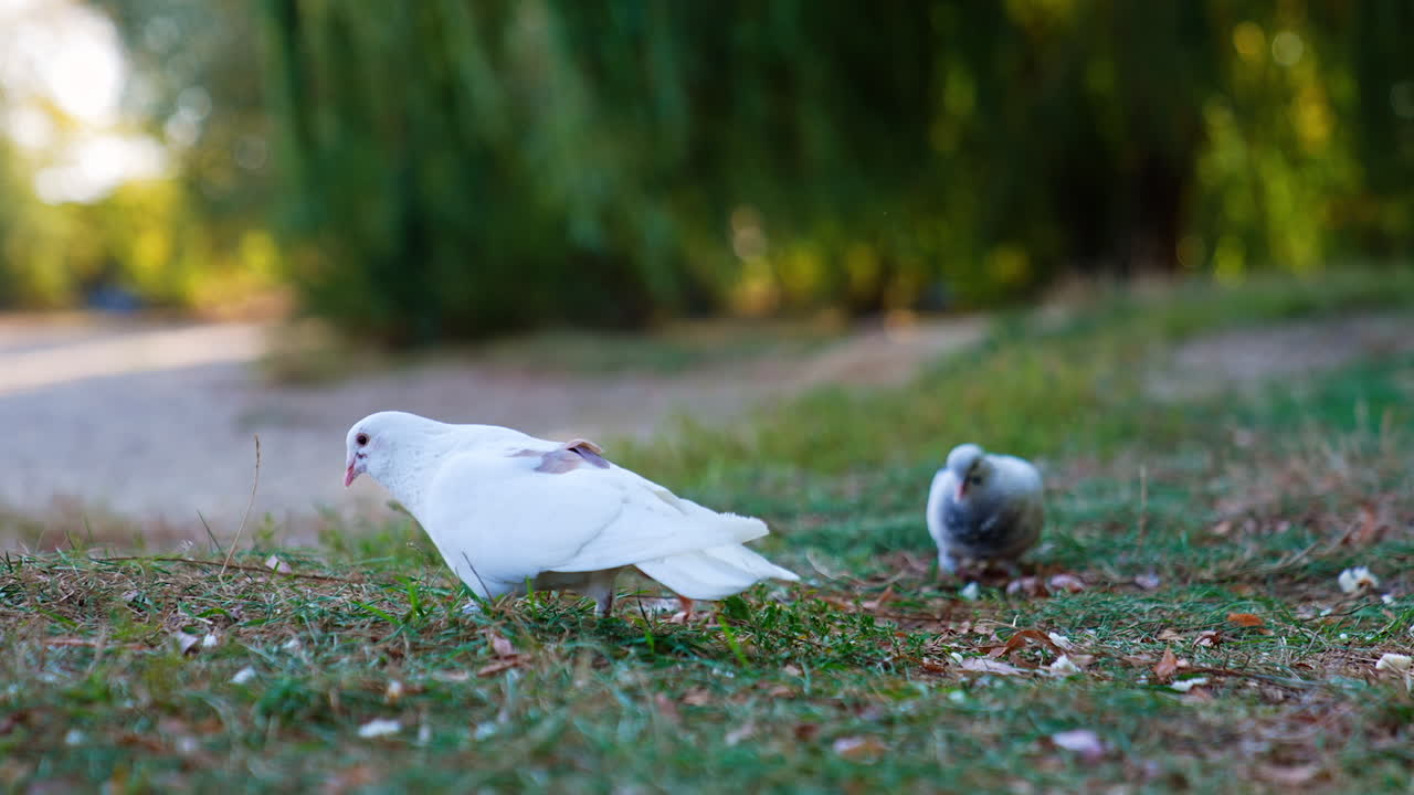 A pair of white pigeons walking by the green grass. Birds pick up some bread crumbs from the ground. Close up. Blurred backdrop.