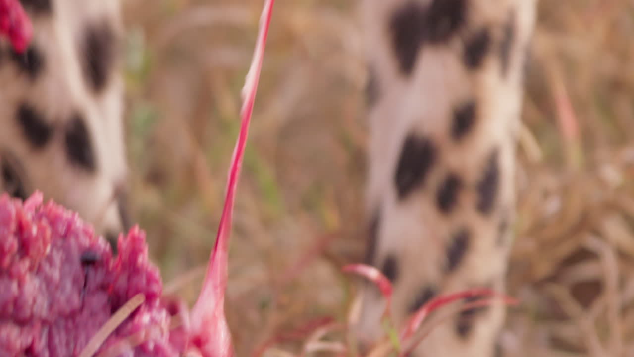 Extreme close up shot of a cheetah's jaw ingesting on a fresh kill