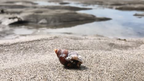 pequeño cangrejo ermitaño en la playa de arena emerge de la concha donde está escondido