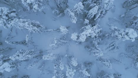 Volando-Hacia-Adelante-Sobre-El-Bosque-De-Abetos-De-Invierno