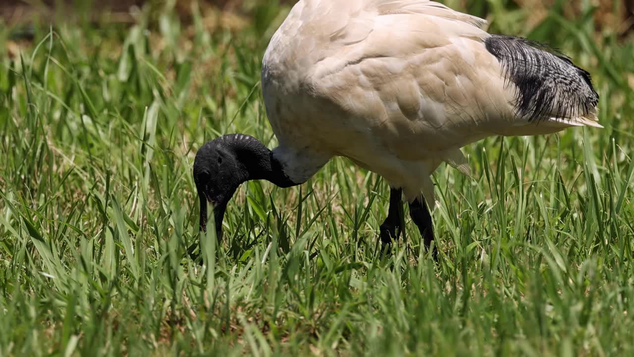 A solitary ibis explores a grassy area, using its beak to search for food.