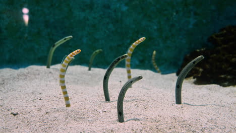 colonia de peces de anguila de jardín manchados que sobresalen de la arena en el acuario