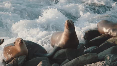 seals laying in the sun while having waves washing over them