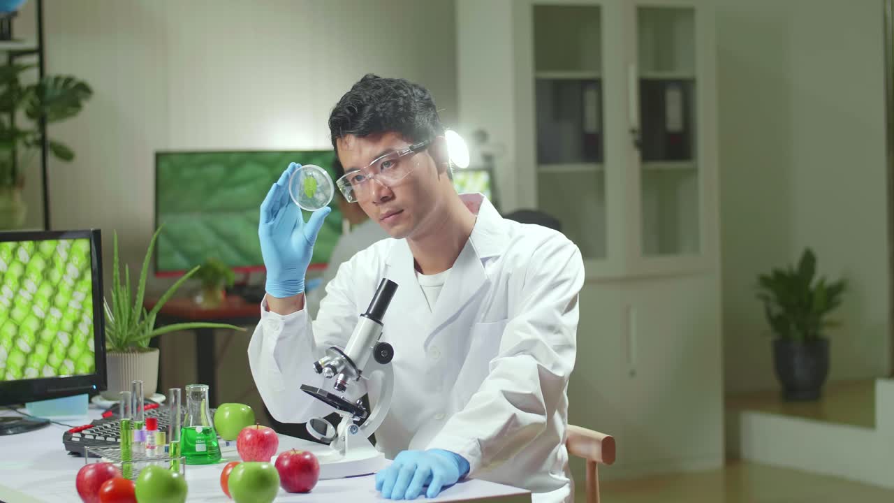 Botanist Man Looking At Petri Dish With Leaf Sample Checking Gmo Test For Chemistry Experiment. Biologist Analyzing Plant In Biological Laboratory