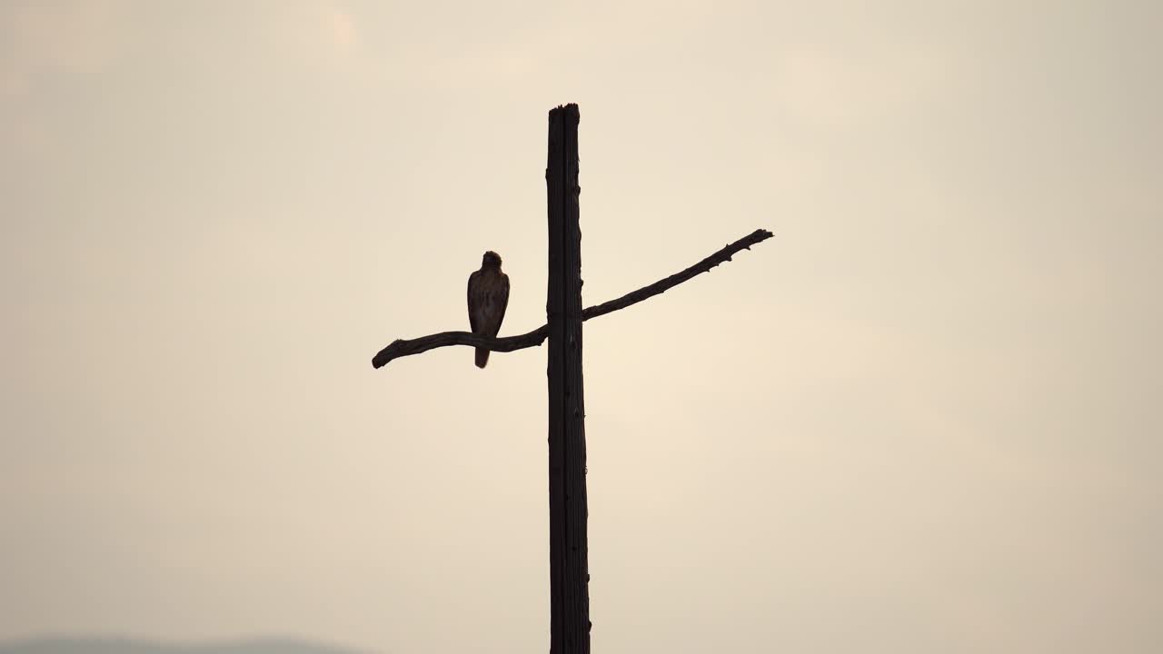 Un falco appollaiato su un palo di servizio a forma di croce sullo sfondo di montagne.