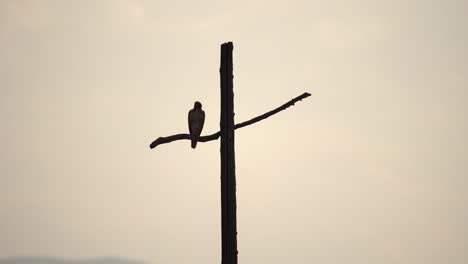 hawk perching on a cross shaped utility pole against a background of mountains