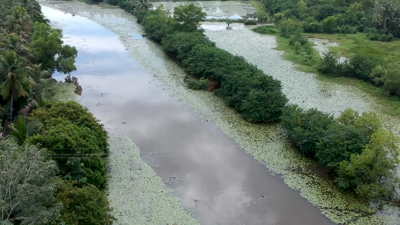 hermosa toma aérea del río remanso en asia, crucero en bote pequeño, espeso bosque de manglares, vía fluvial