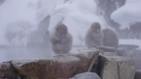 young japanese macaque sits alone at geothermal poo, nagano