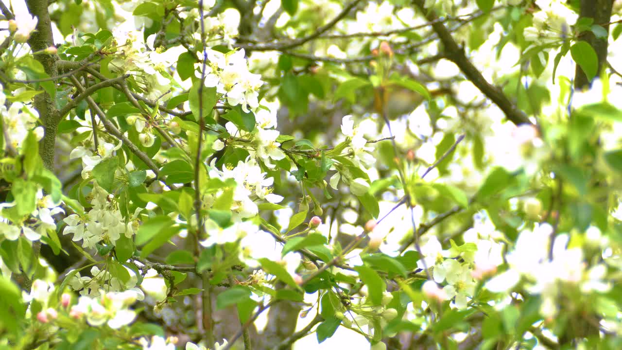 테네시 워블러 (tennessee warbler) 는 꽃이 피는  체리 나무의 가지 뒤에서 뛰어다닙니다.