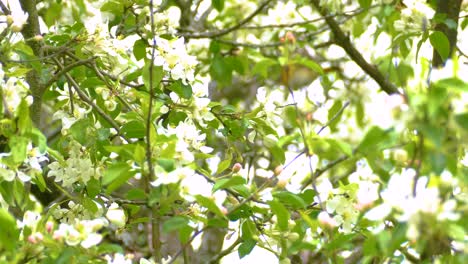 Tennessee Warbler, Jumping Behind Branches of Blooming White Cherry Tree