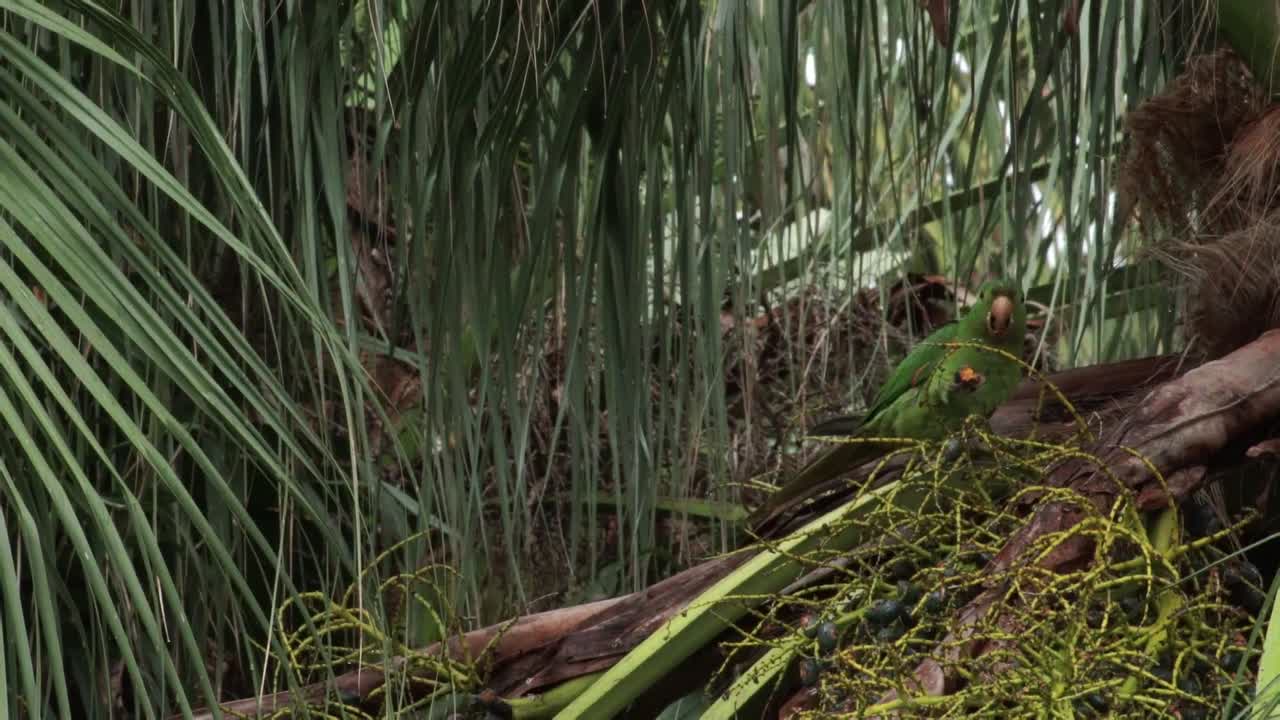 loro come un poco de coco de un árbol y se va volando