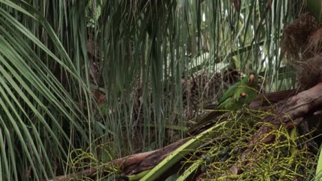 Parrot eats a little coconut from a tree and flies away