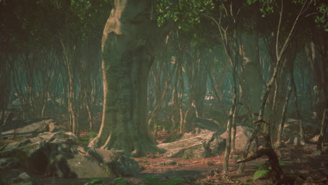 raíces de un árbol en un bosque brumoso