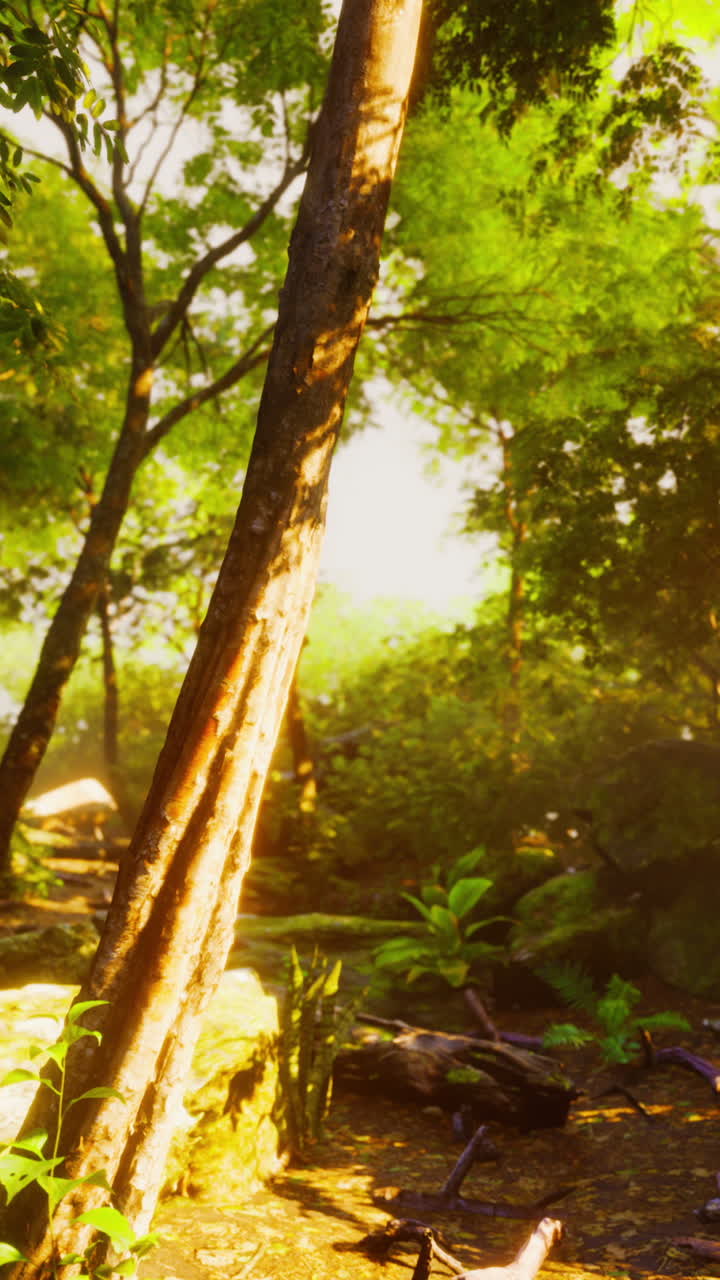 солнечный свет сияет сквозь деревья в пышном лесу.