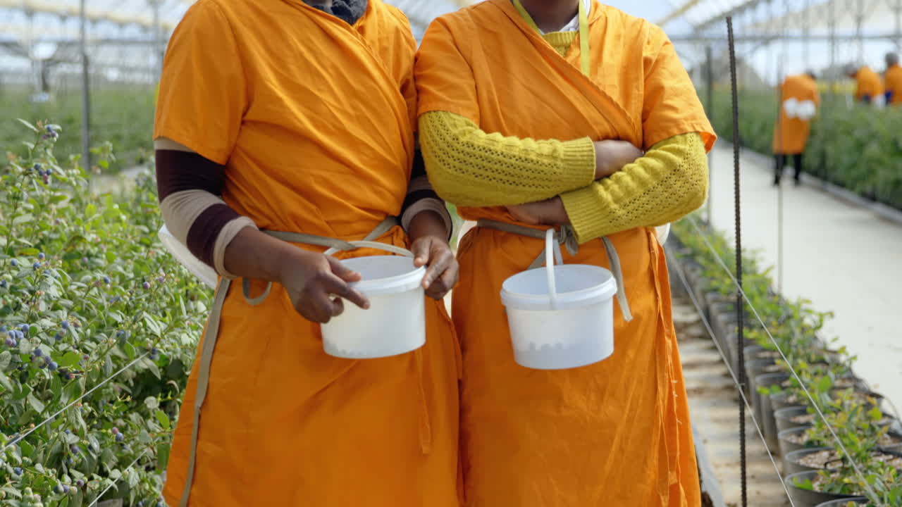 Female workers standing with blueberry basket in blueberry farm 4k