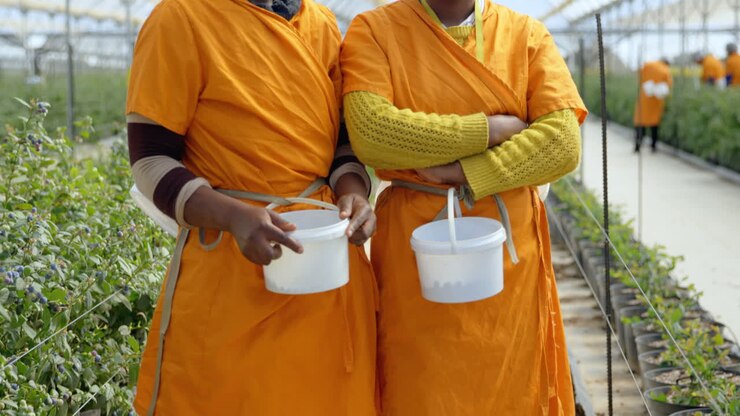 Female workers standing with blueberry basket in blueberry farm 4k