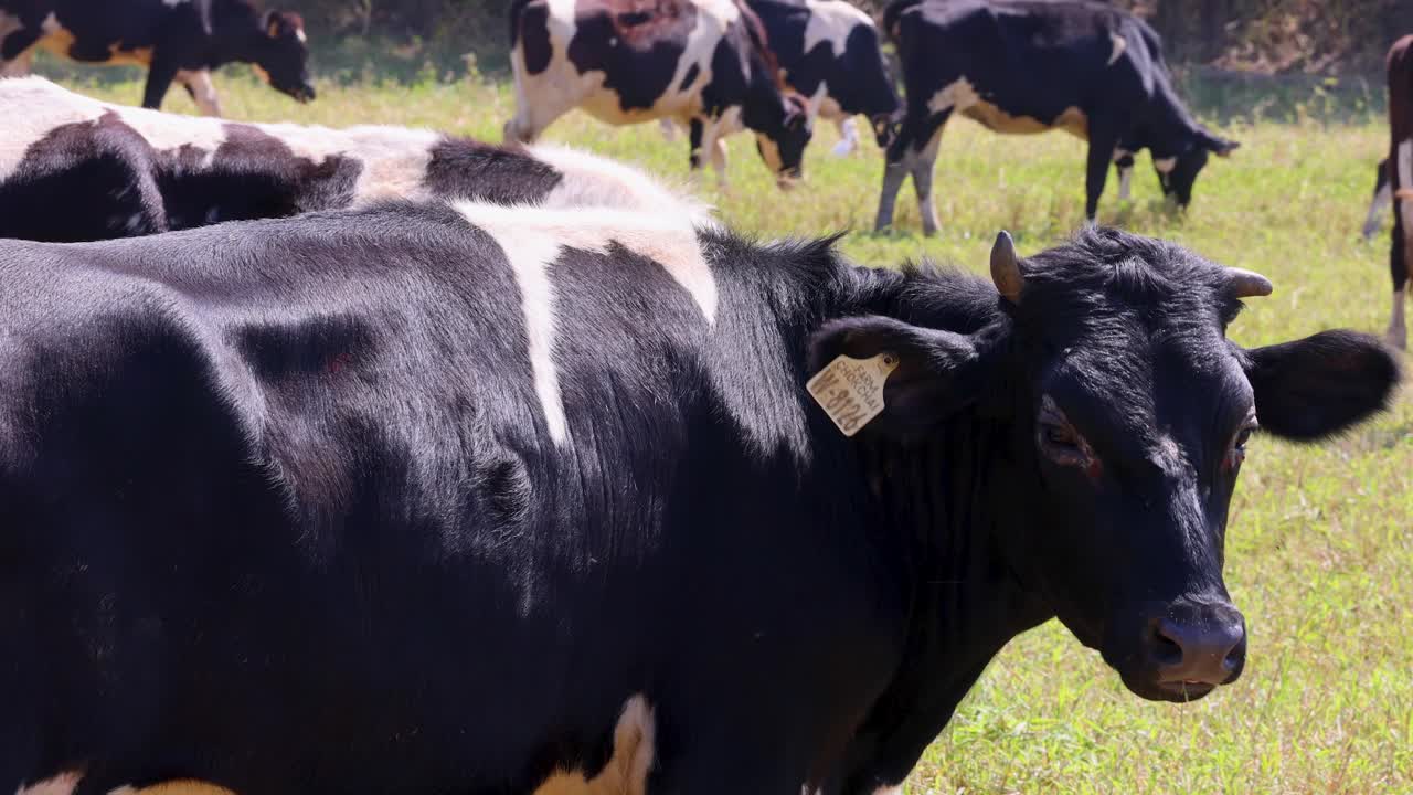 Holstein cows graze and move on a rural Thai pasture as the camera pans slowly
