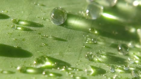 clear water crystal from rainy drops on green leaves of some flowers in a garden outdoor on a sunny day in spring