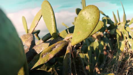 cerca de cactus de higos verdes indios en un día soleado con cielos azules en barcelona