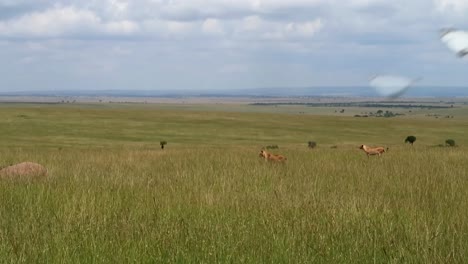 two female lions looking out for prey on the green plains of africa while clouds move