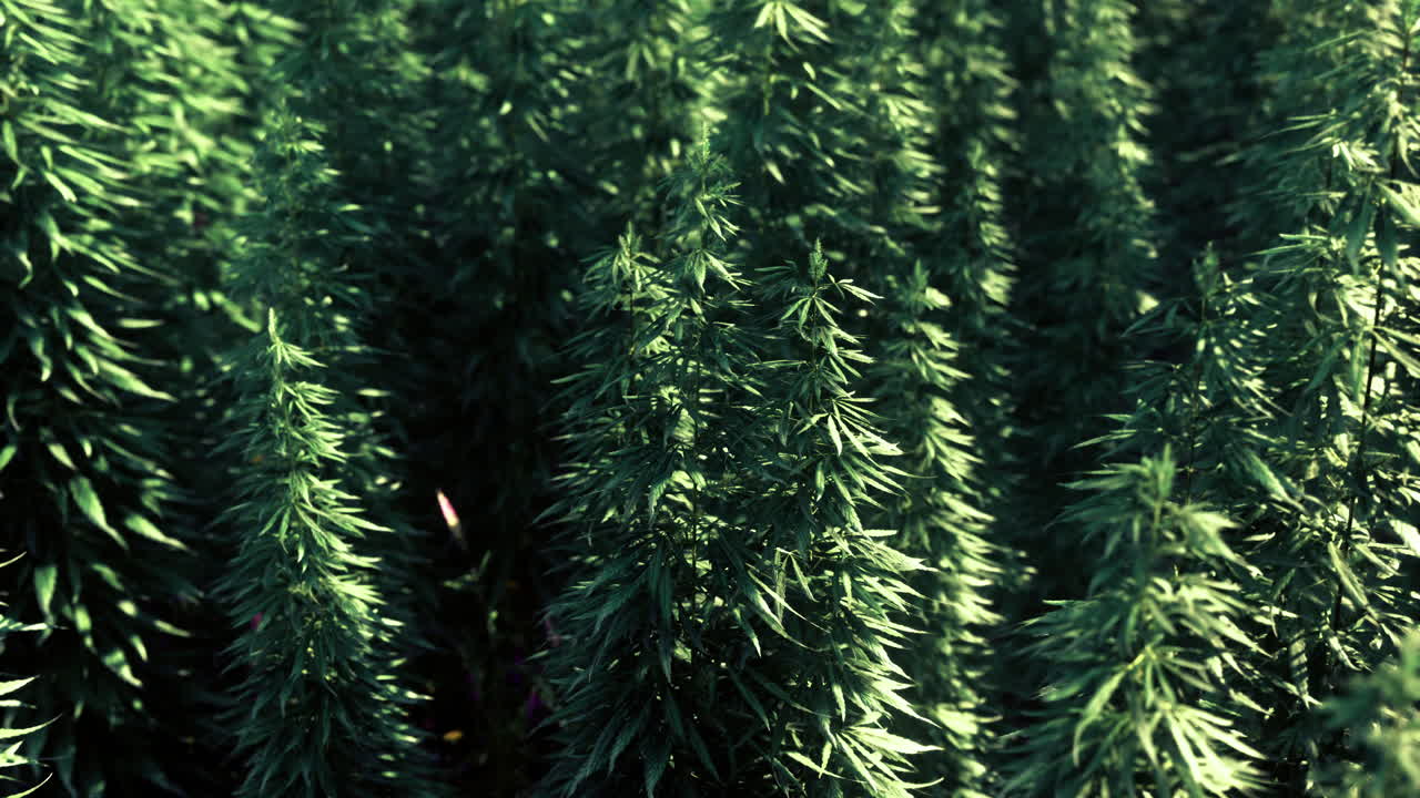 Lush green cannabis plants growing in bright sunlight at a farming location