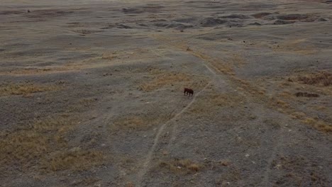 Ein-Braunes-Pferd,-Das-Tagsüber-Auf-Einem-Feld-Auf-Dem-Land-In-Der-Nähe-Von-Alberta-Canada-Steht