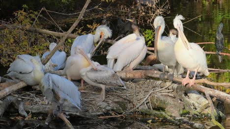 Dalmatian-pelican-(Pelecanus-crispus)-is-the-largest-member-of-the-pelican-family,-and-perhaps-the-world's-largest-freshwater-bird,-although-rivaled-in-weight-and-length-by-the-largest-swans.