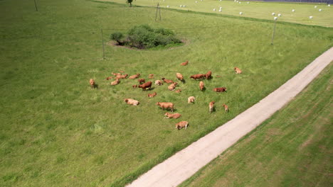 Rebaño-De-Vacas-Marrones-En-Los-Pastos-Del-Campo